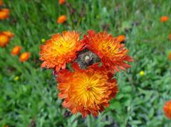 قلم موی شیطان